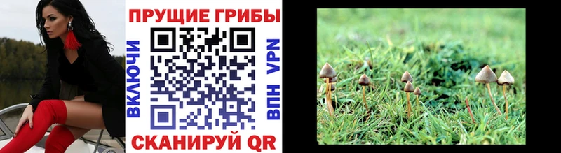 где продают наркотики Кирс Галлюциногенные грибы мицелий